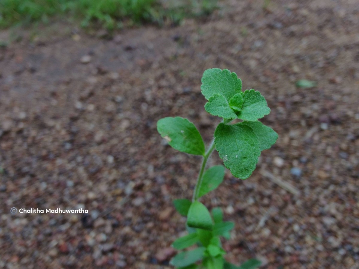 Stevia rebaudiana (Bertoni) Bertoni